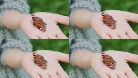 蝴蝶坐在女人的手上。特写镜头和慢镜头高清在线视频素材下载