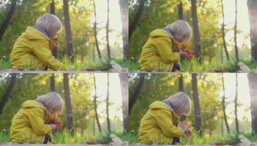 一个小男孩在阳光明媚的秋天漫步在森林里。孩子在玩枫叶。和家人一起享受大自然。和小孩子一起徒步旅行。高清在线视频素材下载
