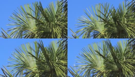 莫里切棕榈的树梢，树叶在蓝天的映衬下随风起舞。高清在线视频素材下载