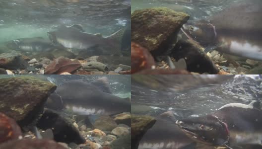 日本北海道，鲑鱼在河里产卵高清在线视频素材下载