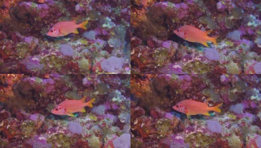在红海的背景海洋景观中的石斑鱼。高清在线视频素材下载