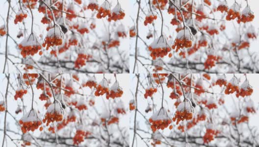 一束束成熟的红色荚蒾，在冬天被雪覆盖着高清在线视频素材下载
