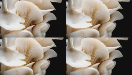 4K延时牡蛎蘑菇高清在线视频素材下载