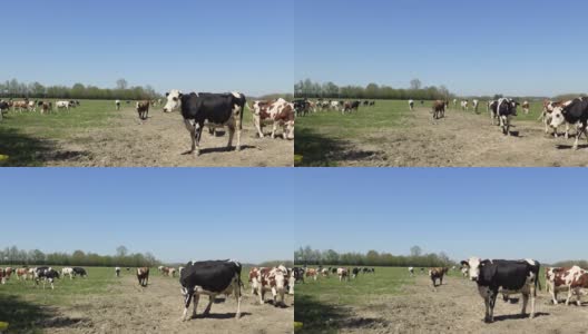 传统的诺曼牛在欧洲、法国、诺曼底、英吉利海峡，在春天，一个阳光明媚的日子。高清在线视频素材下载
