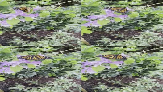 濒临灭绝的黑脉金斑蝶在一株巨型乳草上产卵高清在线视频素材下载