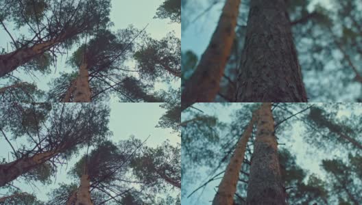 特写镜头，树干，棕色松树皮。森林里高大的针叶树，透过天空闪耀的树枝。美丽的秋景，相机从下到上布线。4 k, ProRes高清在线视频素材下载