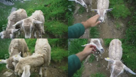 一名男子在瑞士阿尔卑斯山的牧场上抚摸山羊高清在线视频素材下载