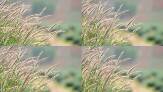 4K MS美丽的摇曳的自然草花对着阳光和风的左边在早上白天的时间与模糊的绿色山背景。高清在线视频素材下载