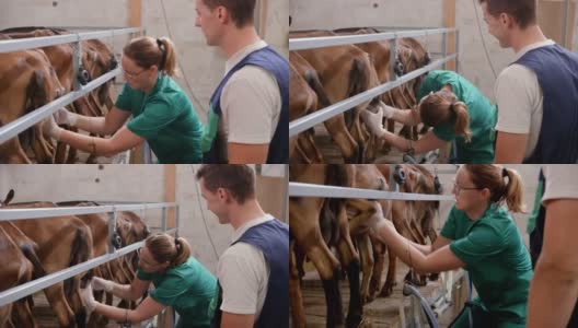 女兽医在挤奶站检查一只山羊的乳房高清在线视频素材下载