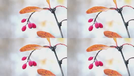 红色的小檗在秋天黄色的叶子上高清在线视频素材下载