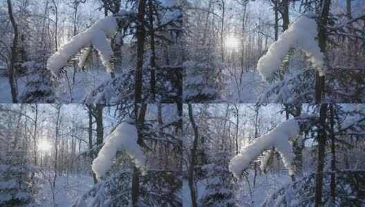 清晨的阳光下，杉树上覆盖着白雪高清在线视频素材下载