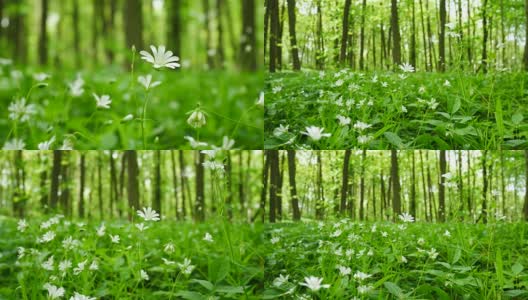 春天森林里的野花。缩小。高清在线视频素材下载