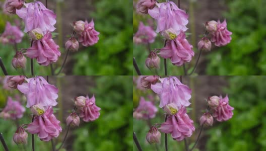 花Aquilegia vulgaris或欧洲耧斗菜在风高清在线视频素材下载