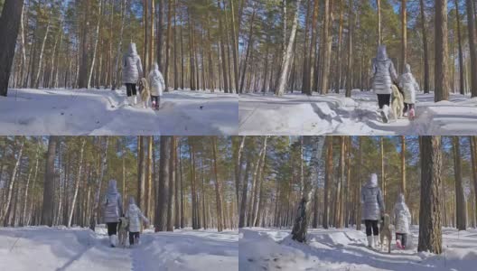 美丽的女人和小孩走在冬天的森林与哈士奇狗。快乐的年轻母亲和女儿在冬季公园与哈士奇狗。雪林中的西伯利亚哈士奇。高清在线视频素材下载