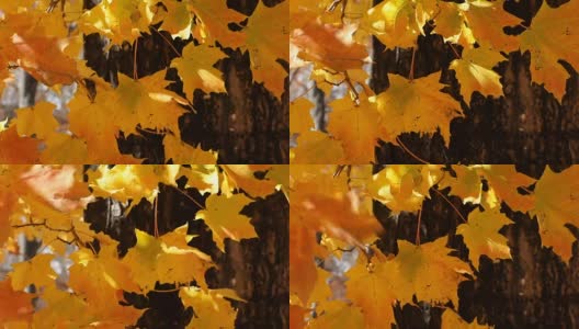 金色的秋天的落叶高清在线视频素材下载
