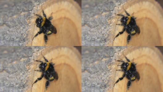 大黄蜂在木头上休息高清在线视频素材下载