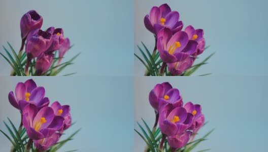 盛开的鲜花间隔拍摄高清在线视频素材下载