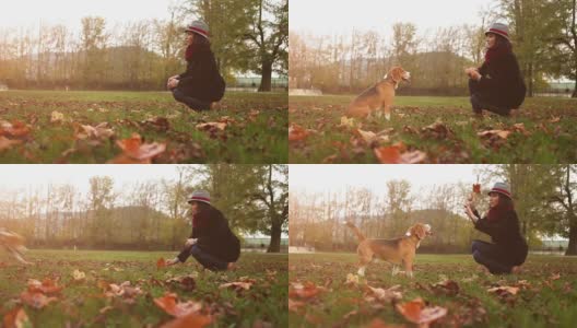 一位女士在外面散步时用一片树叶逗她的小猎犬高清在线视频素材下载