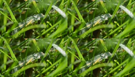 Fresh grass with dew drops close up高清在线视频素材下载