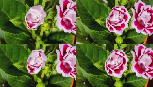 详细的宏观时间流逝的一朵盛开的花。都铎王朝的玫瑰高清在线视频素材下载
