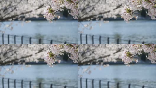 樱花(日本的樱花)。春天盛开的花朵。一条河的视频，鲜花和闪光。高清在线视频素材下载