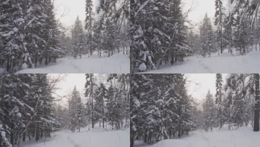 在冬天下雪的时候在森林里徒步旅行高清在线视频素材下载