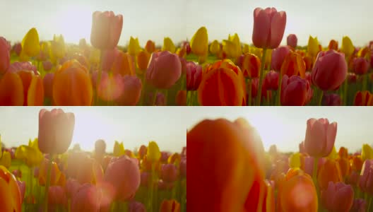 特写:夏日傍晚的阳光照射在荷兰乡村五彩缤纷的郁金香上。高清在线视频素材下载