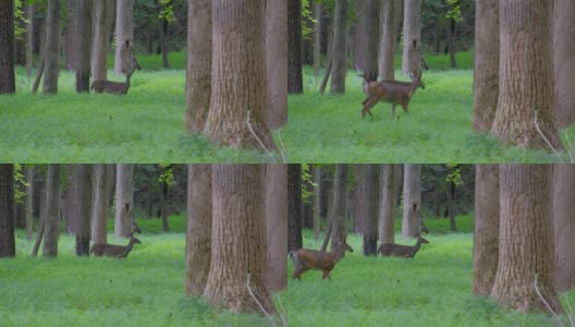 一只白尾鹿(Odocoileus virginianus)在森林草地上抬头看着一只年轻的雄鹿走过的场景。高清在线视频素材下载