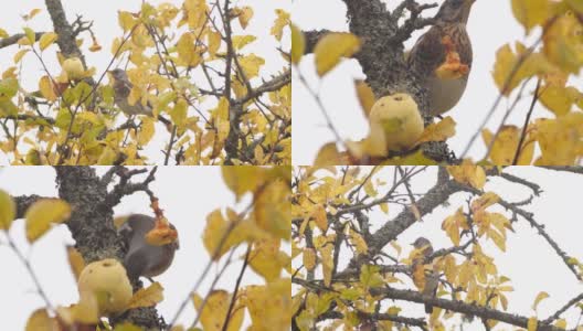 白俄罗斯，秋天吃苹果高清在线视频素材下载