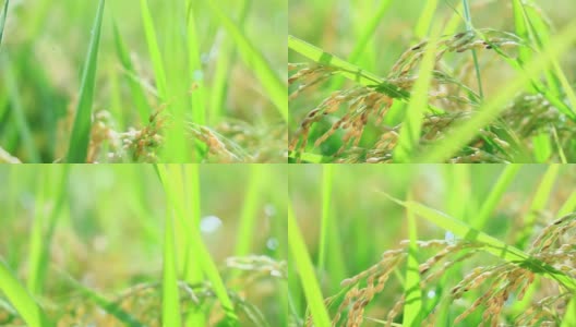 雨滴落在水稻植株上，日本乡村风光高清在线视频素材下载