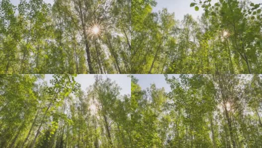 绿色的森林。松树仙林。树模式。镜头在森林里移动。夏天的森林绿意盎然。湖上的日落。相机向右移动，4k延时。Hyperlapse高清在线视频素材下载