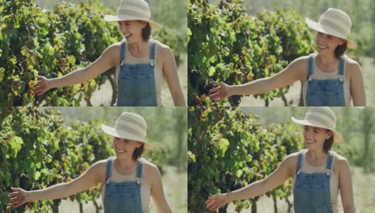 一段4k视频记录了一位年轻的女农民穿过葡萄园用手抚摸着葡萄藤高清在线视频素材下载
