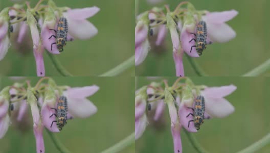 一只七星瓢虫躺在一朵紫色的花上，在风中颤动高清在线视频素材下载