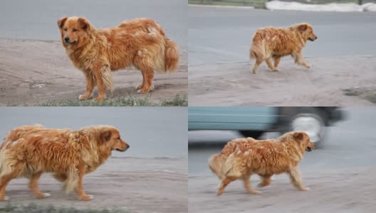 一只流浪狗在街上沿路跑。这只杂种狗在城市道路附近逃跑了。高清在线视频素材下载