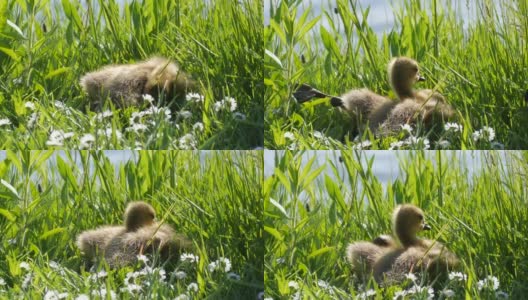 有趣的小鹅躺在草地上，四处张望，有趣地伸出黑色的小爪子。加拿大鹅高清在线视频素材下载