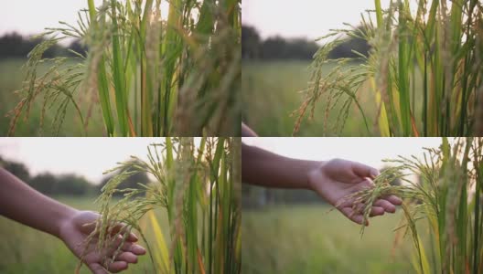 水稻有机农业高清在线视频素材下载
