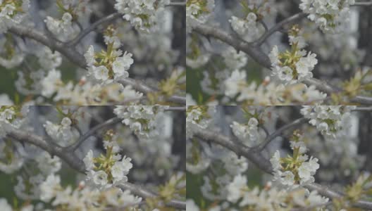 4k视频剪辑的甜樱桃树花开花和生长在蓝色的背景。鸟李属开花的白色小花。视频9:16的比例。高清在线视频素材下载