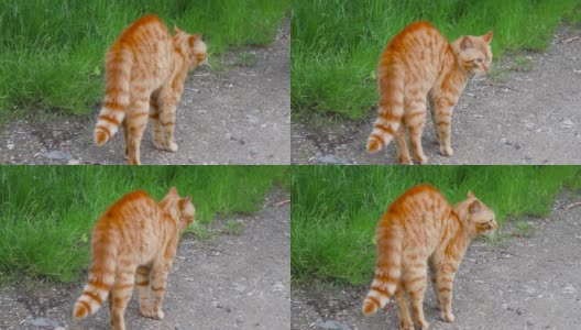 橙色成年人害怕了，他在夏天站在花园里摆了一个有趣的姿势高清在线视频素材下载