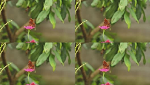 一只棕色的蝴蝶栖息在一朵粉红色的百日菊上，吮吸着百日菊的花蜜高清在线视频素材下载