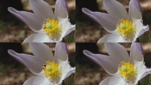特写视频春天开花白头到老花在松树林在春天高清在线视频素材下载