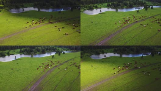 瑞士绿色牧场上奶牛的鸟瞰图高清在线视频素材下载