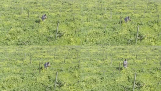 像这样的农场需要奉献精神高清在线视频素材下载