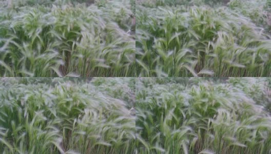 初夏，在多风的大草原上，狐尾草在摇曳高清在线视频素材下载