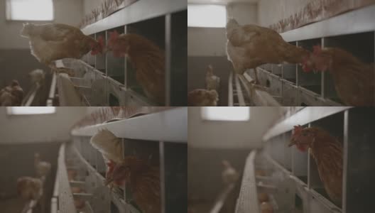 在产蛋鸡农场里的母鸡高清在线视频素材下载
