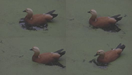 鸭子在盛开的湖面上。红毛鸭是鸭科的一员。Tadorna ferruginea在湖中游泳。4K慢动作120 fps视频，ProRes 422，未分级C-LOG 10位高清在线视频素材下载