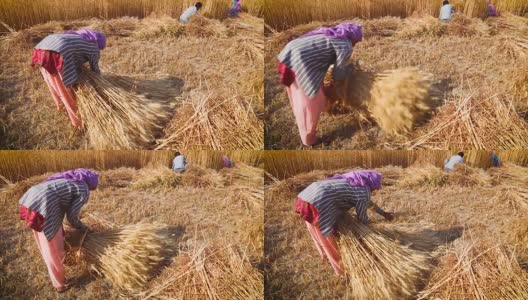 一名老妇人在收割时把麦子捆成捆高清在线视频素材下载