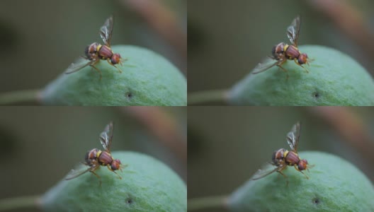 近距离看昆士兰果蝇高清在线视频素材下载