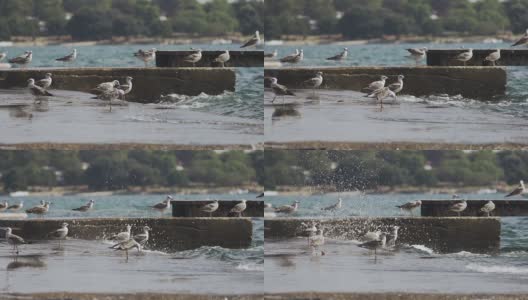 慢动作:码头上一大群海鸥溅起的浪花高清在线视频素材下载