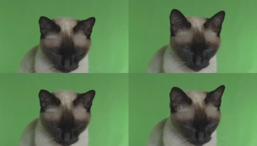 一只暹罗猫在绿色屏幕上四处张望高清在线视频素材下载