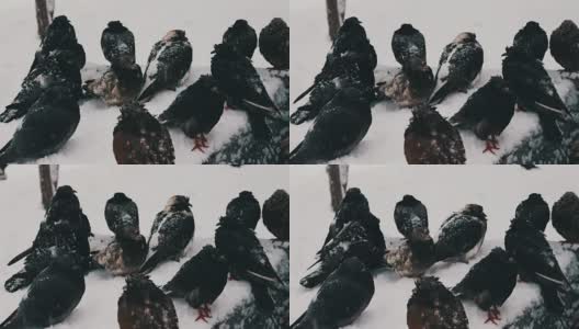 许多冰冻的鸽子坐在一个被雪覆盖的垃圾箱上高清在线视频素材下载